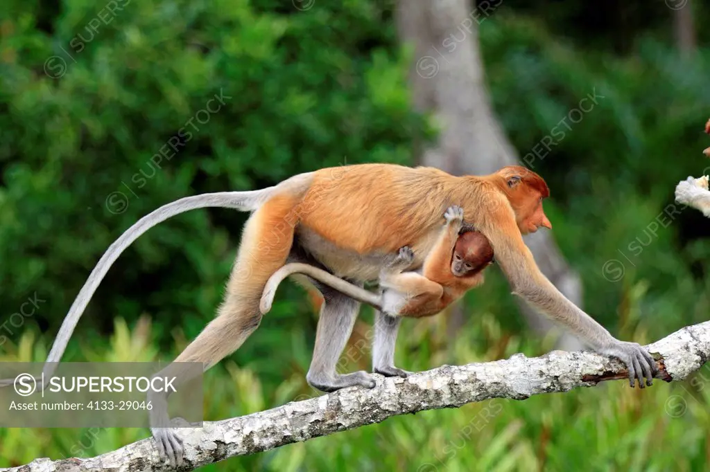 Proboscis Monkey,Nasalis larvatus,Labuk Bay,Sabah,Borneo,Malaysia,Asia,adult female with young