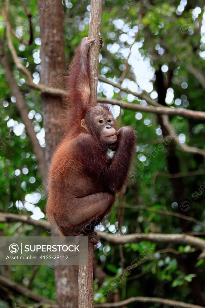 Orang Utan,Pongo pygmaeus,Sabah,Borneo,Malysia,Asia,subadult climbing in tree