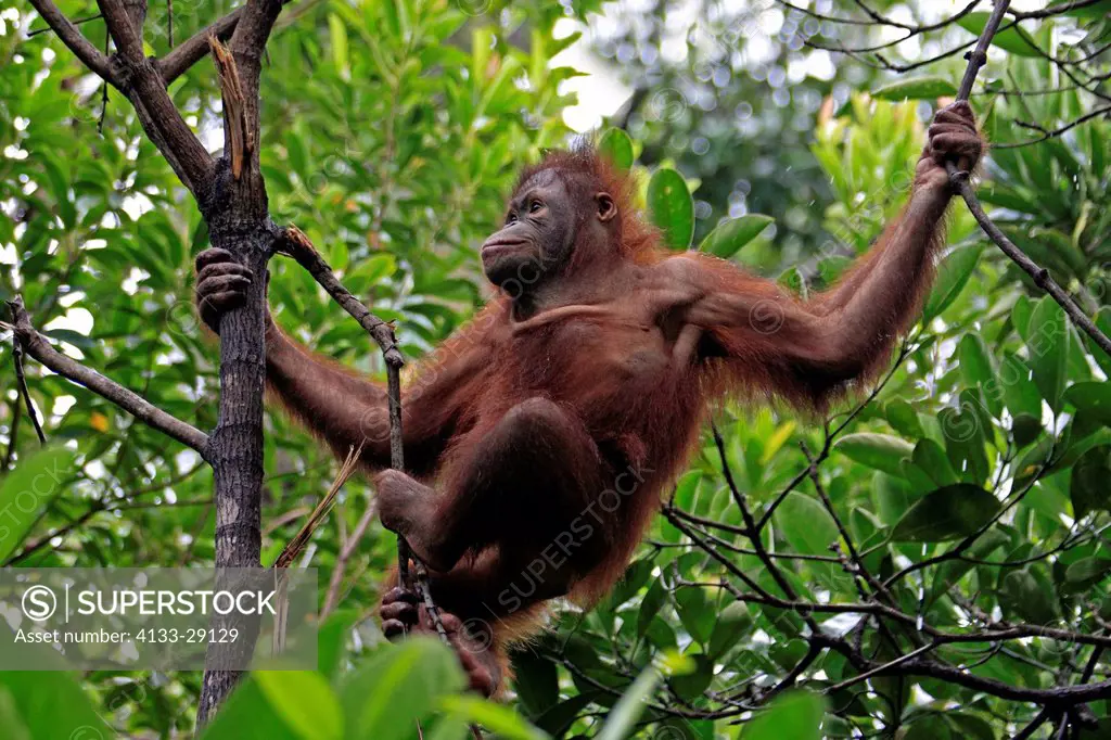 Orang Utan,Pongo pygmaeus,Sabah,Borneo,Malysia,Asia,subadult climbing in tree