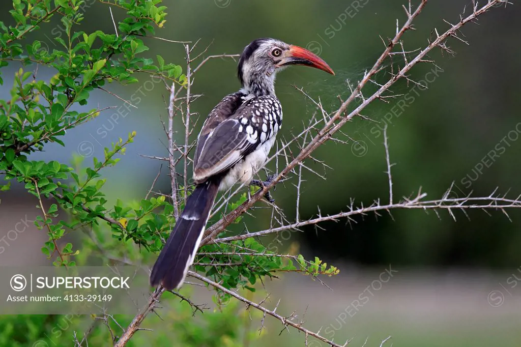 Red_Billed Hornbill,Tockus erythrorhynchus,Sabi Sabi Game Reserve,Kruger Nationalpark,South Africa,Africa,adult on tree