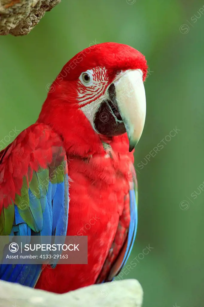 Red Blue and Green Macaw,Ara chloroptera,South America,adult on branch portait