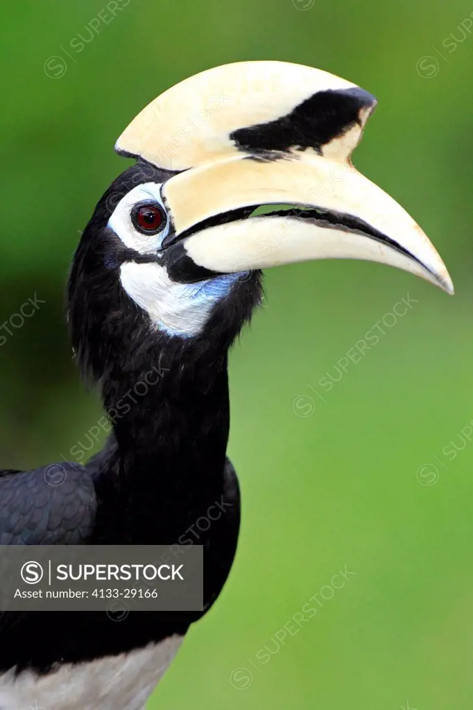 Oriental Pied Hornbill,Anthracoceros albirostris,Labuk Bay,Sabah,Borneo,Malaysia,Asia,adult portrait