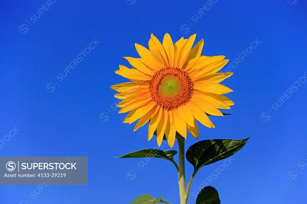 Sunflower,Helianthus annuus,Ellerstadt,Germany,Europe,blooming
