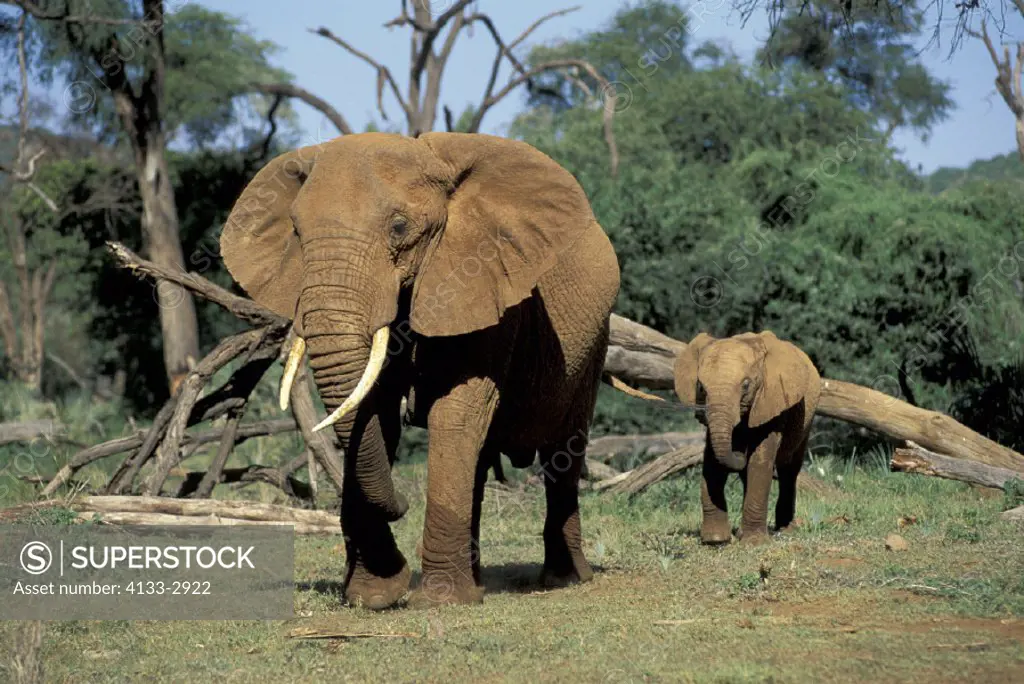 African Elephant , Loxodonta africana , Samburu Game Reserve , Kenya , Africa , Adult , female with young , with baby