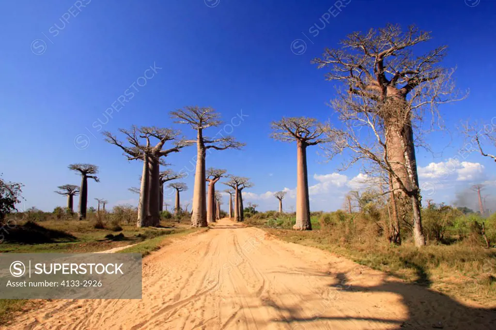 Madagascar Baobab, Adansonia Grandidieri, Morondava, Madagascar , Allee of Baobab