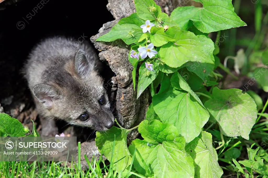 Gray fox,Urocyon cinereoargenteus,Montana,USA,North America,young at den