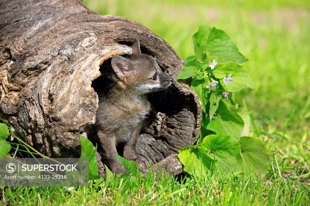Gray fox,Urocyon cinereoargenteus,Montana,USA,North America,young at den