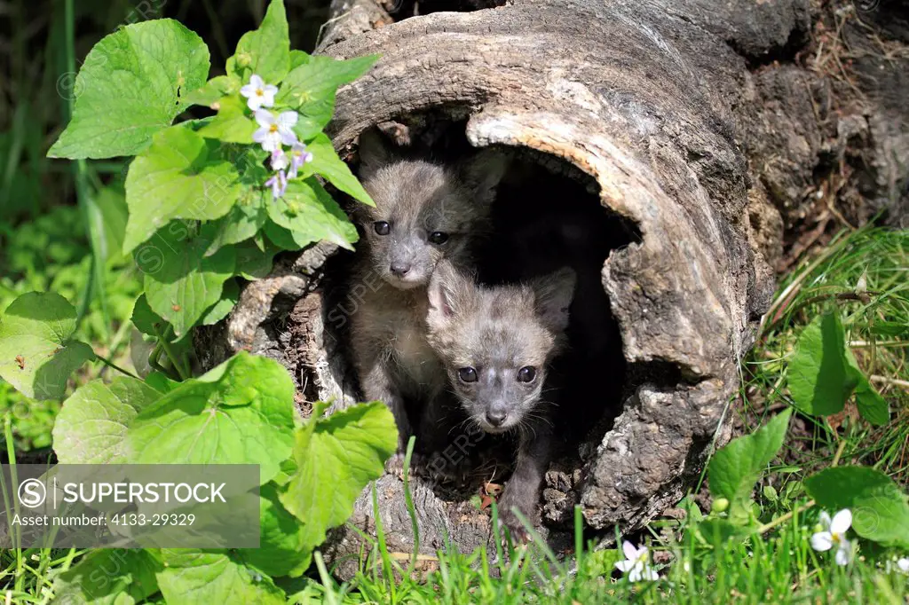 Gray fox,Urocyon cinereoargenteus,Montana,USA,North America,two youngs at den
