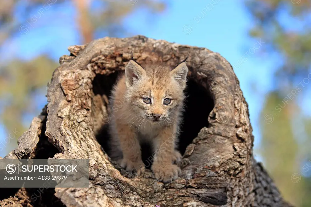 Canadian Lynx,Lynx canadensis,Montana,USA,North America,young at den
