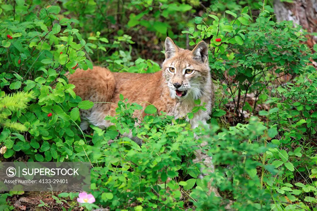 European Lynx,Lynx lynx,Montana,USA,North America,adult female