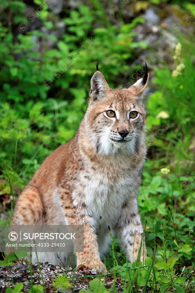European Lynx,Lynx lynx,Montana,USA,North America,adult female