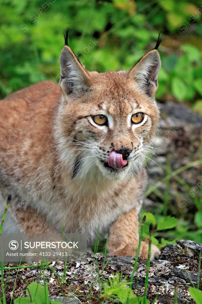 European Lynx,Lynx lynx,Montana,USA,North America,adult female portrait