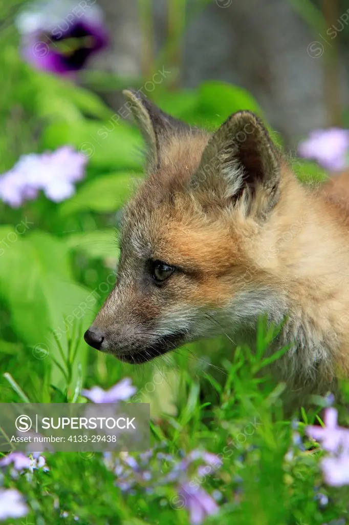 American Red Fox,Vulpes vulpes,Montana,USA,North America,young ten weeks old portrait