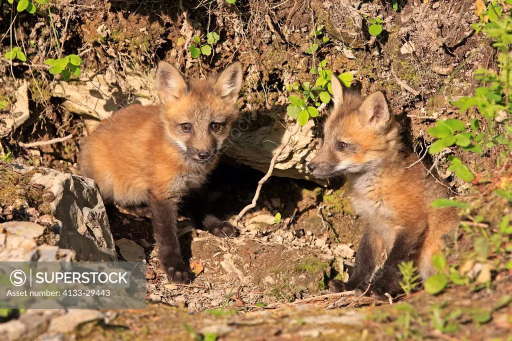 American Red Fox,Vulpes vulpes,Montana,USA,North America,young siblings ten weeks old at den