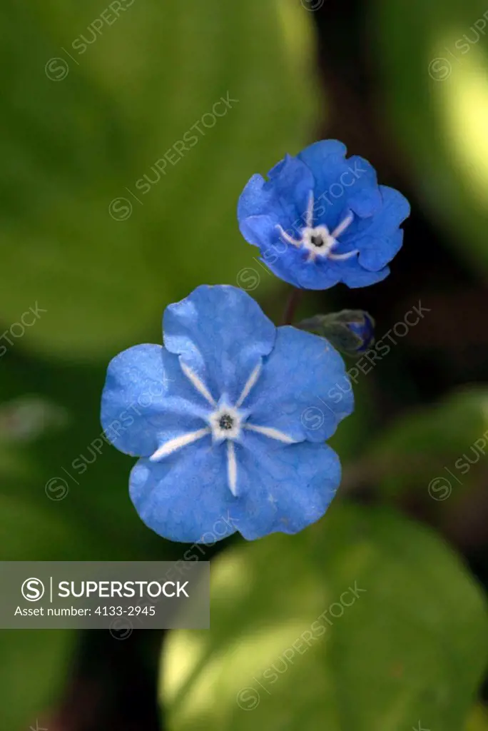 Blue eyed Mary Creeping Forget Me Not Omphalodes verna Germany Europe