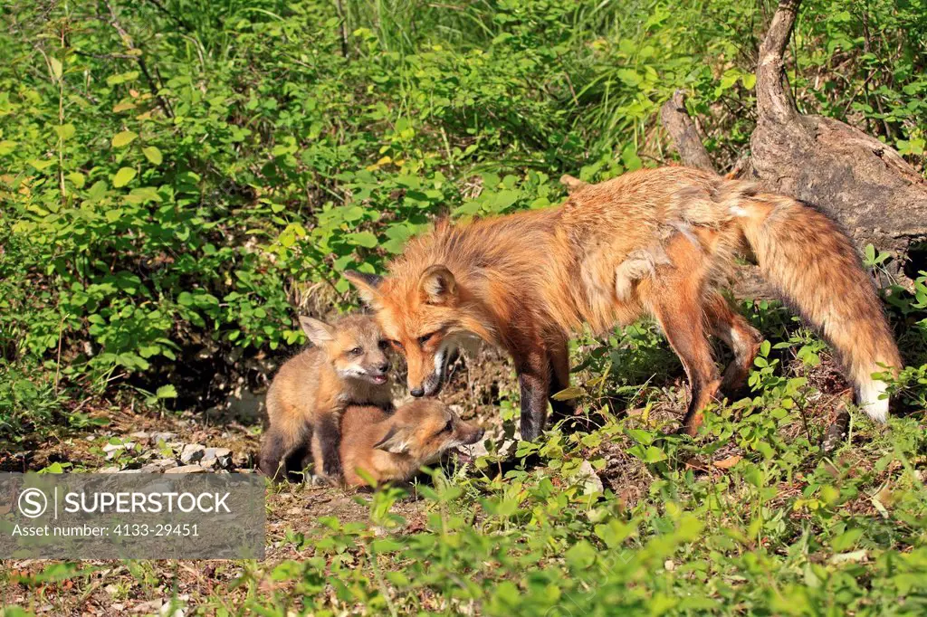 American Red Fox,Vulpes vulpes,Montana,USA,North America,mother with ten weeks old youngs at den