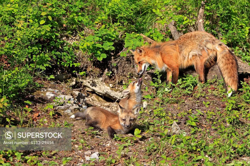 American Red Fox,Vulpes vulpes,Montana,USA,North America,mother with ten weeks old youngs at den