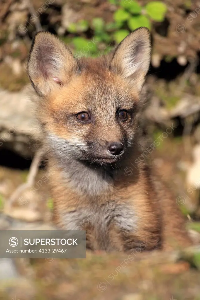 American Red Fox,Vulpes vulpes,Montana,USA,North America,young ten weeks old at den