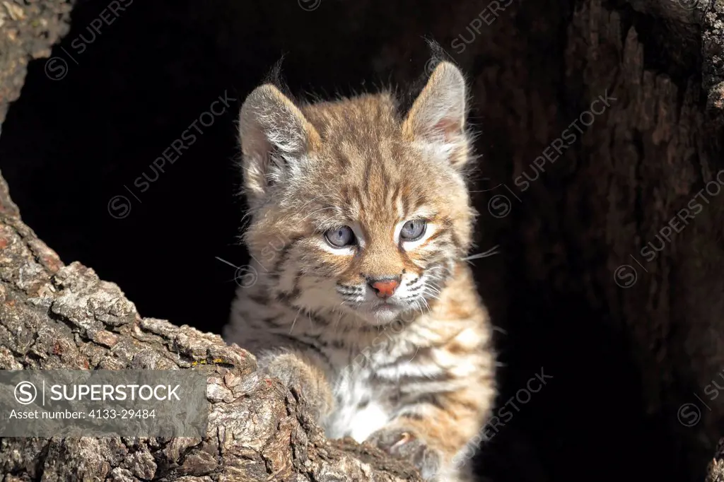 Bobcat,Lynx rufus,Montana,USA,North America,young at den