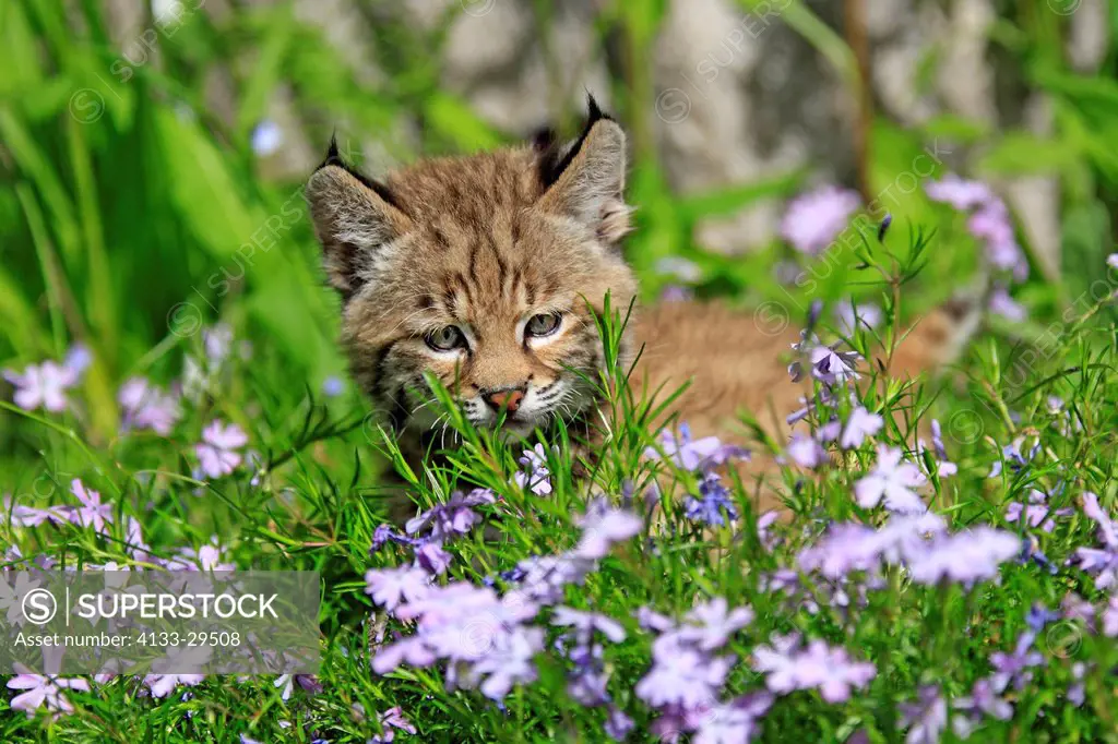 Bobcat,Lynx rufus,Montana,USA,North America,young in meadow portrait