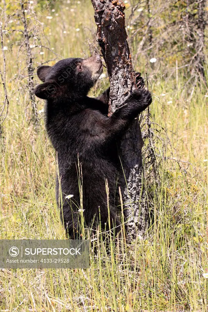 Black Bear,Ursus americanus,Montana,USA,North America,young in meadow