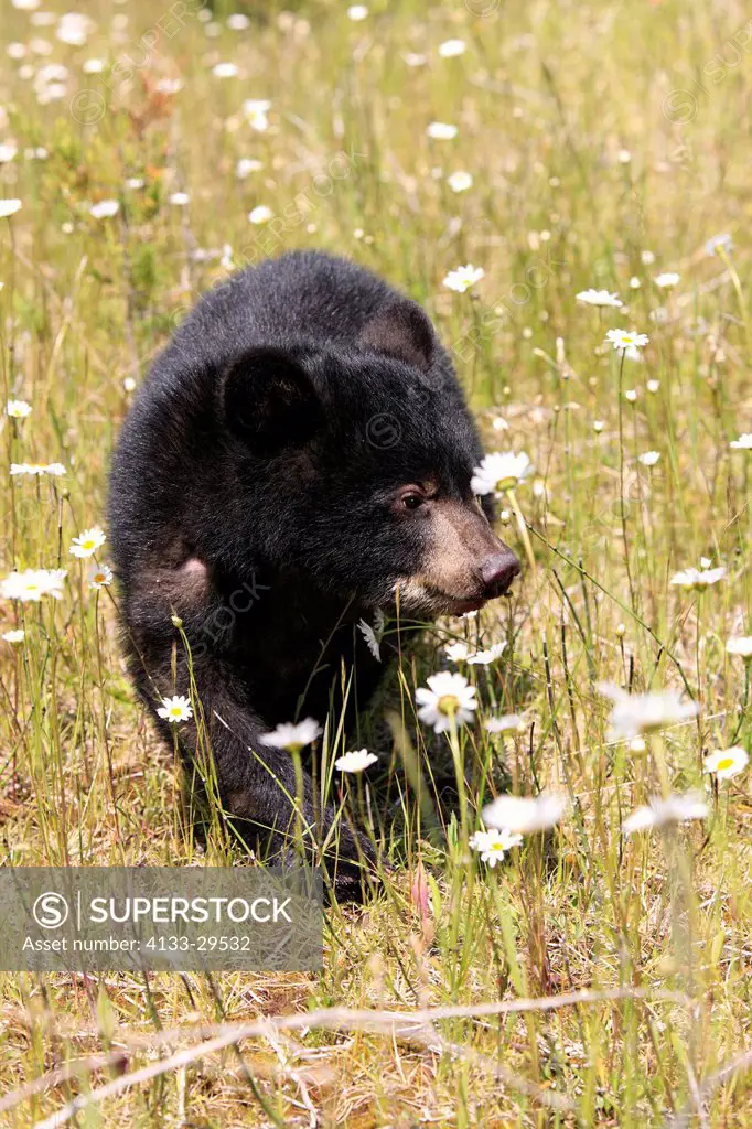 Black Bear,Ursus americanus,Montana,USA,North America,young in meadow