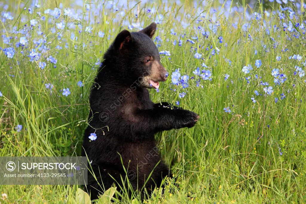 Black Bear,Ursus americanus,Montana,USA,North America,young in meadow