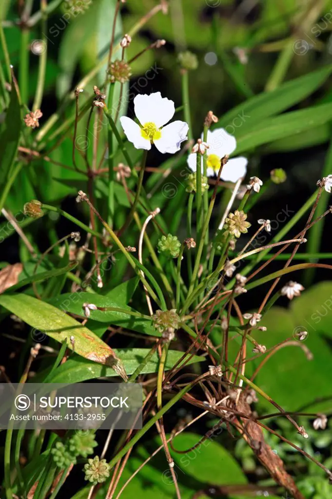 Lesser water plantain,Baldellia ranuculoides,Germany,blooming flower