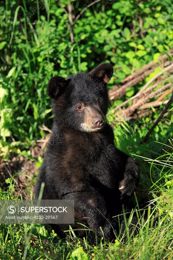Black Bear,Ursus americanus,Montana,USA,North America,young in meadow portrait