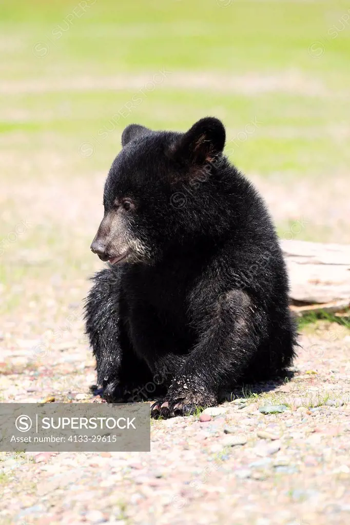 Black Bear,Ursus americanus,Montana,USA,North America,young