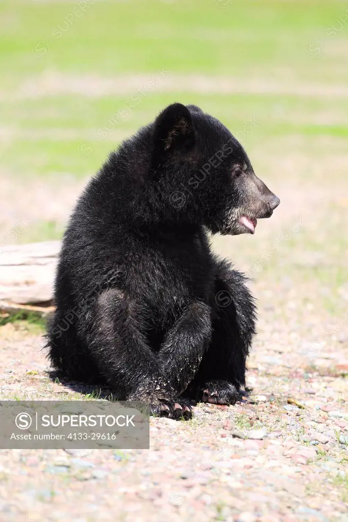 Black Bear,Ursus americanus,Montana,USA,North America,young