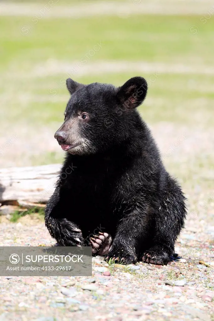 Black Bear,Ursus americanus,Montana,USA,North America,young