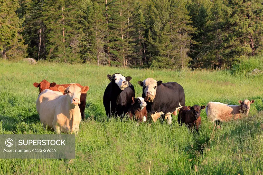 Beefalo,Bos taurus x Bison bison,Kalispell,Montana,USA,herd on grazing land