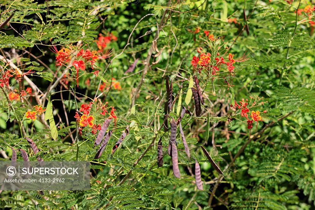 Tamarind,Tamarindus indica,Roatan,Honduras,Caribbean,Central America,Latin America,blooming tree