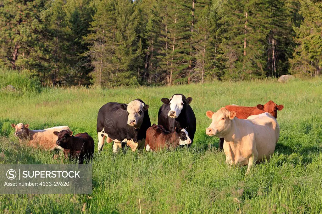 Beefalo,Bos taurus x Bison bison,Kalispell,Montana,USA,herd on grazing land