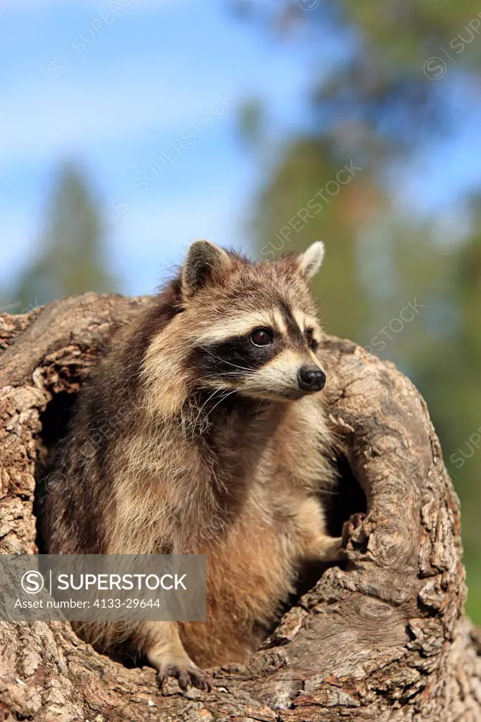 North American Raccoon,Procyon lotor,Montana,USA,North America,adult female at den
