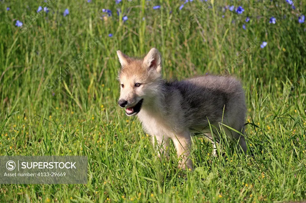 Gray Wolf,Canis lupus,Montana,USA,North America,young eight weeks old in meadow