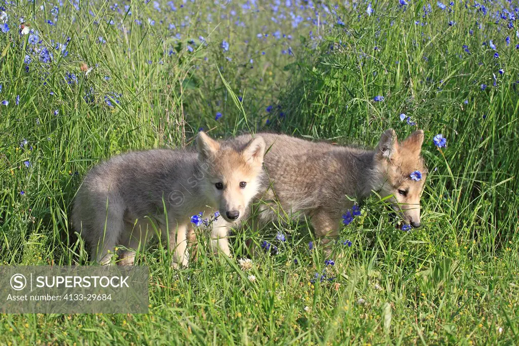 Gray Wolf,Canis lupus,Montana,USA,North America,two youngs eight weeks old in meadow