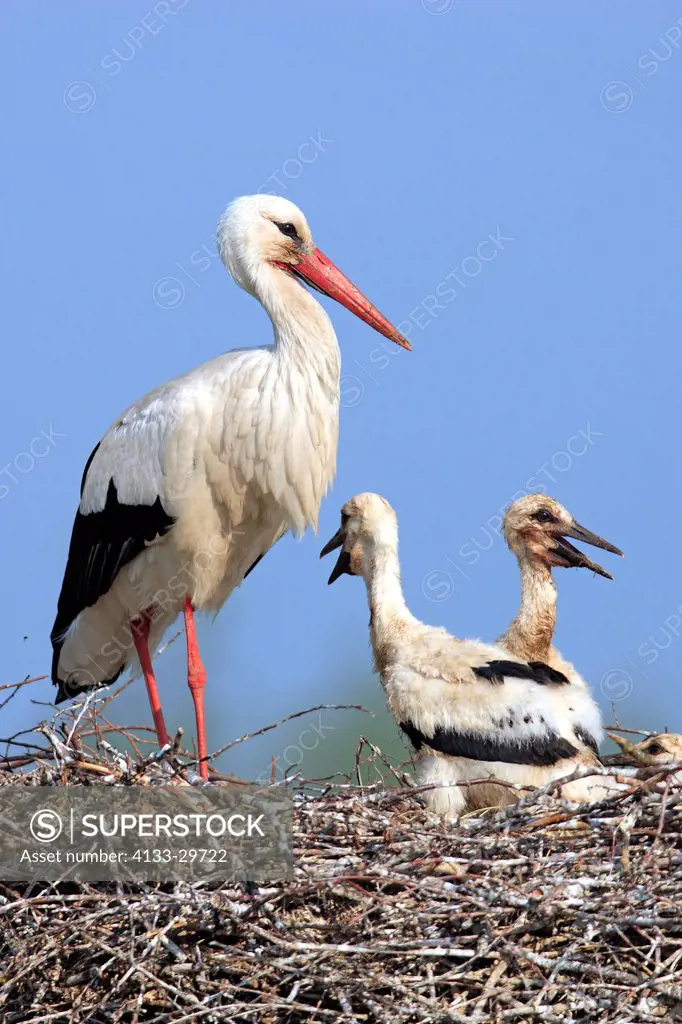 White Stork,Ciconia ciconia,Philippsburg,Germany,Europe,adult with youngs on nest