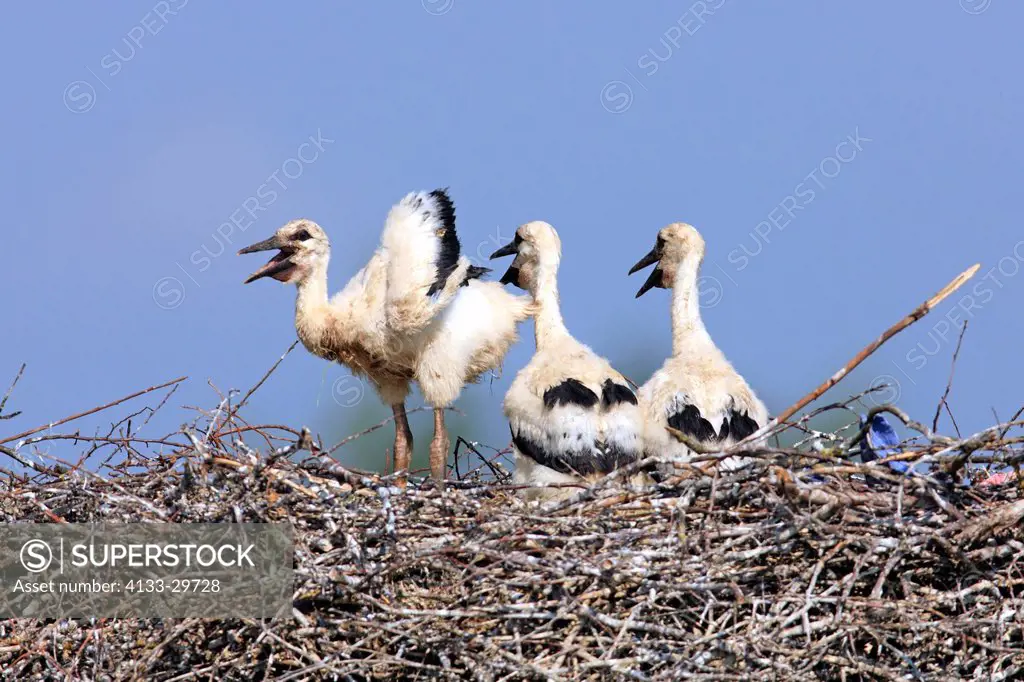 White Stork,Ciconia ciconia,Philippsburg,Germany,Europe,youngs on nest