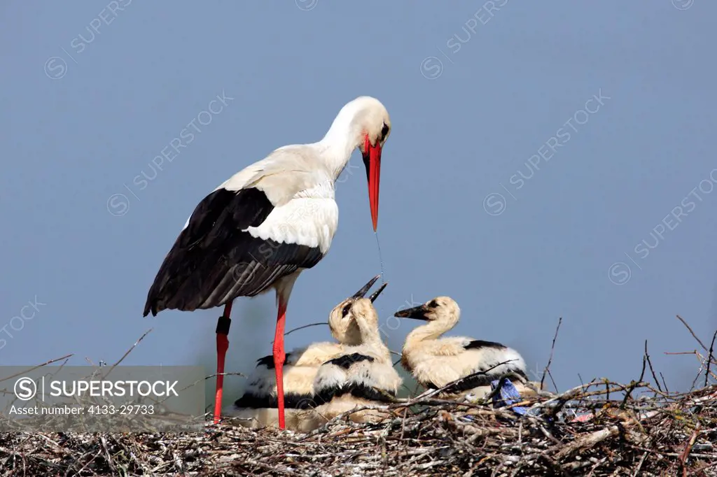 White Stork,Ciconia ciconia,Philippsburg,Germany,Europe,adult with youngs on nest feeding