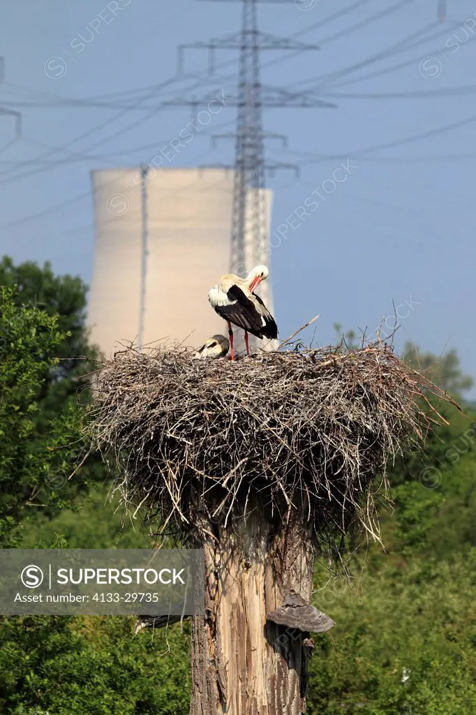White Stork,Ciconia ciconia,Philippsburg,Germany,Europe,adult with youngs on nest in front of atomic power plant