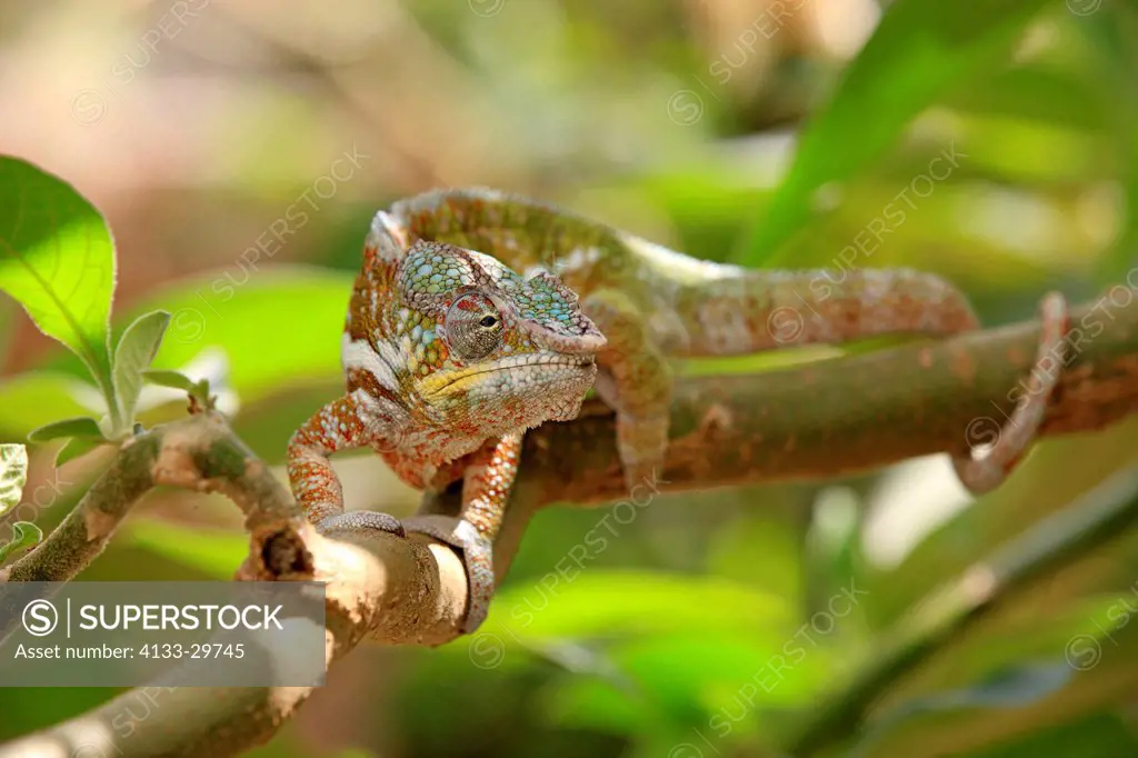Globe_Horned Chameleon, Calumma globifer, Madagascar, Africa, adult male searching for food