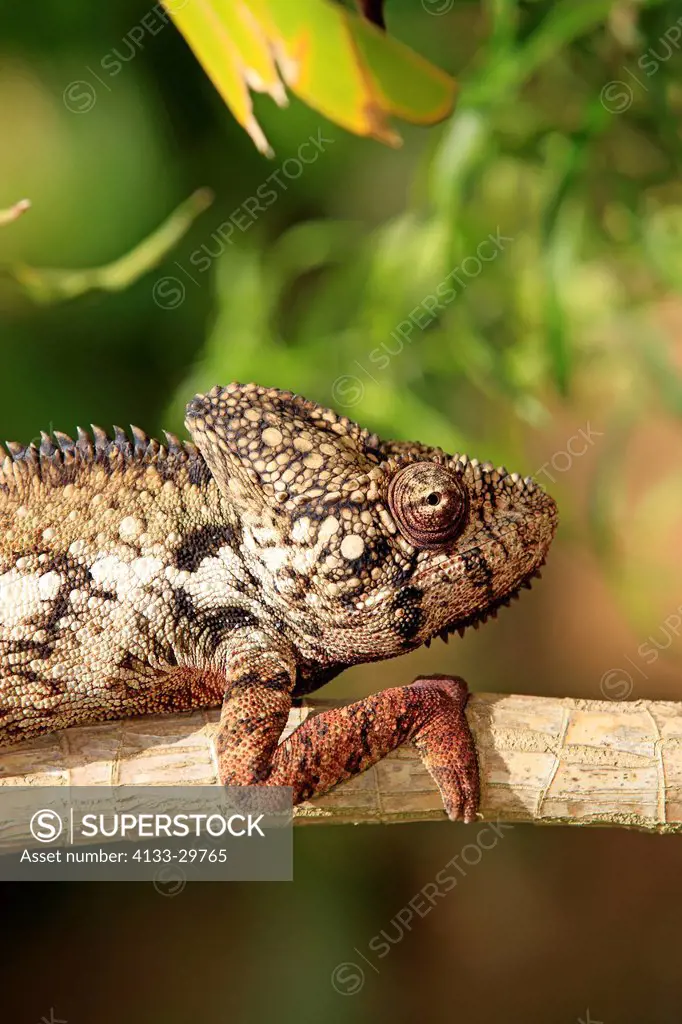 Malagasy Giant Chameleon, Oustalet´s Chameleon, Furcifer oustaleti, Madagascar, Africa, adult male searching for food