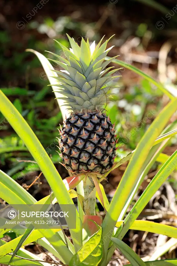 Pineapple, Ananas comosus, Madagascar, Africa, Nosy Komba, fruit