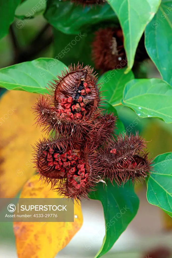 Lipstick Tree, Bixa orellana, Achiote, Applopas, Urucu, Nosy Be, Madagascar, Africa, fruit