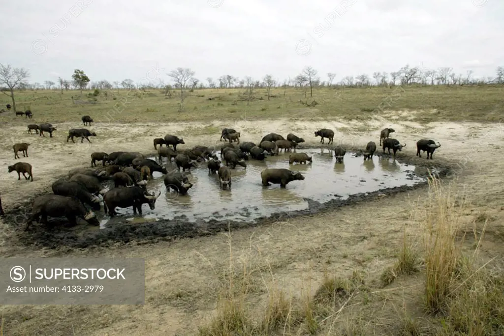 African Buffalo Syncerus caffer Sabi Sand Game Reserve Kruger Nationalpark South Africa Africa