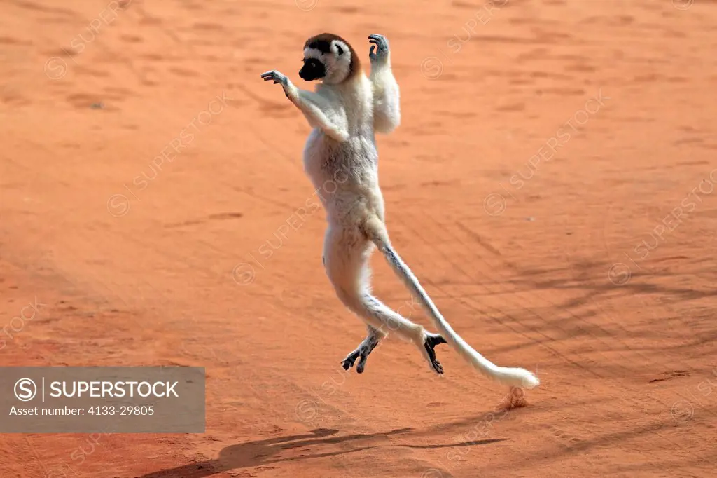 Verreaux`s Sifaka, Propithecus verreauxi, Berenty Reserve, Madagascar, Africa, adult jumping