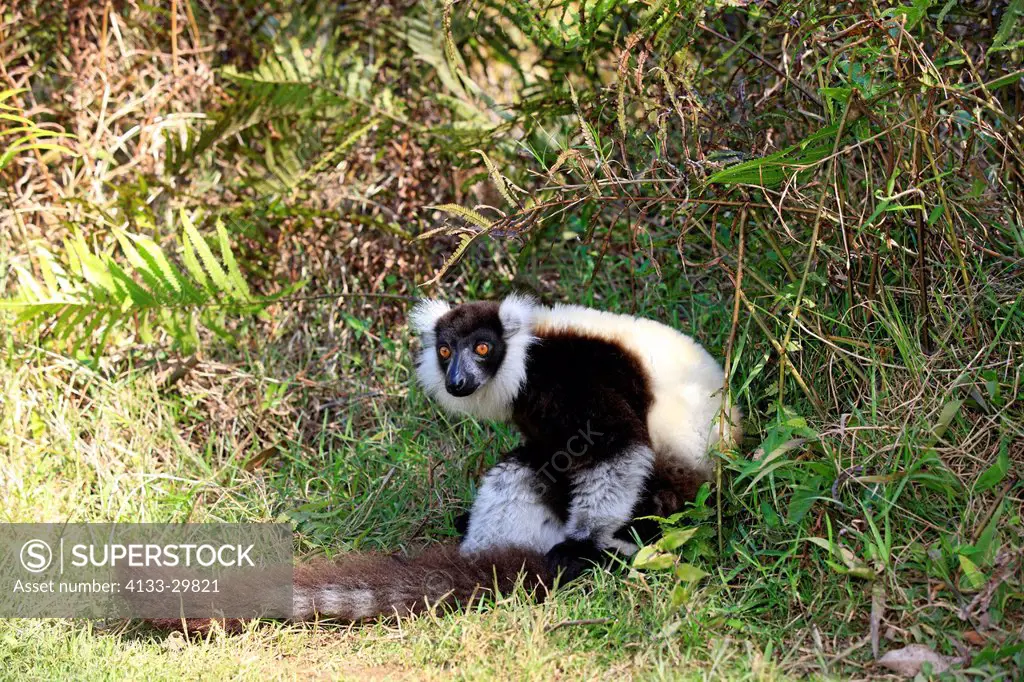 Black and White Ruffed Lemur, Lemur variegatus variegatus, Madagascar, Africa, adult on ground
