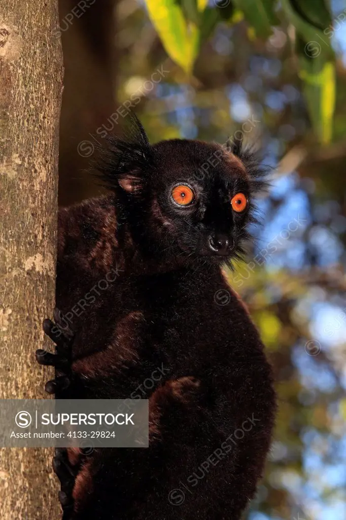Black Lemur, Eulemur macaco, Nosy Komba, Madagascar, Africa, adult male portrait on tree